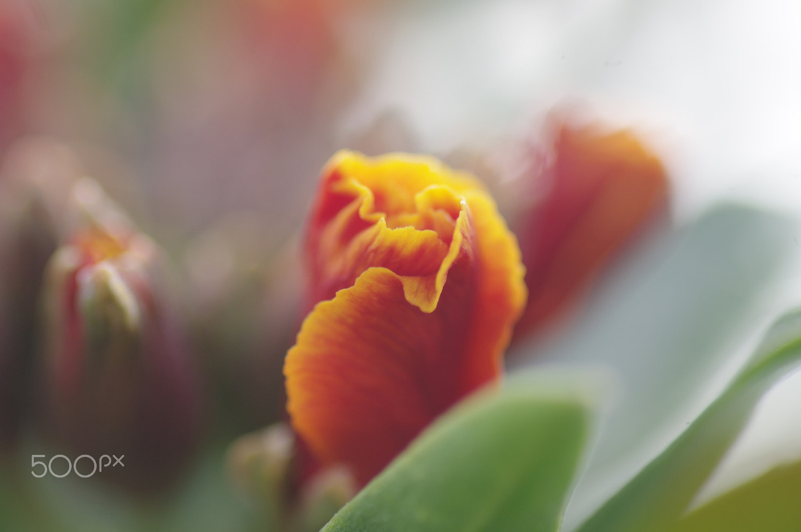 Pentax K-3 II + Pentax smc D-FA 100mm F2.8 Macro WR sample photo. Orange wallflower photography