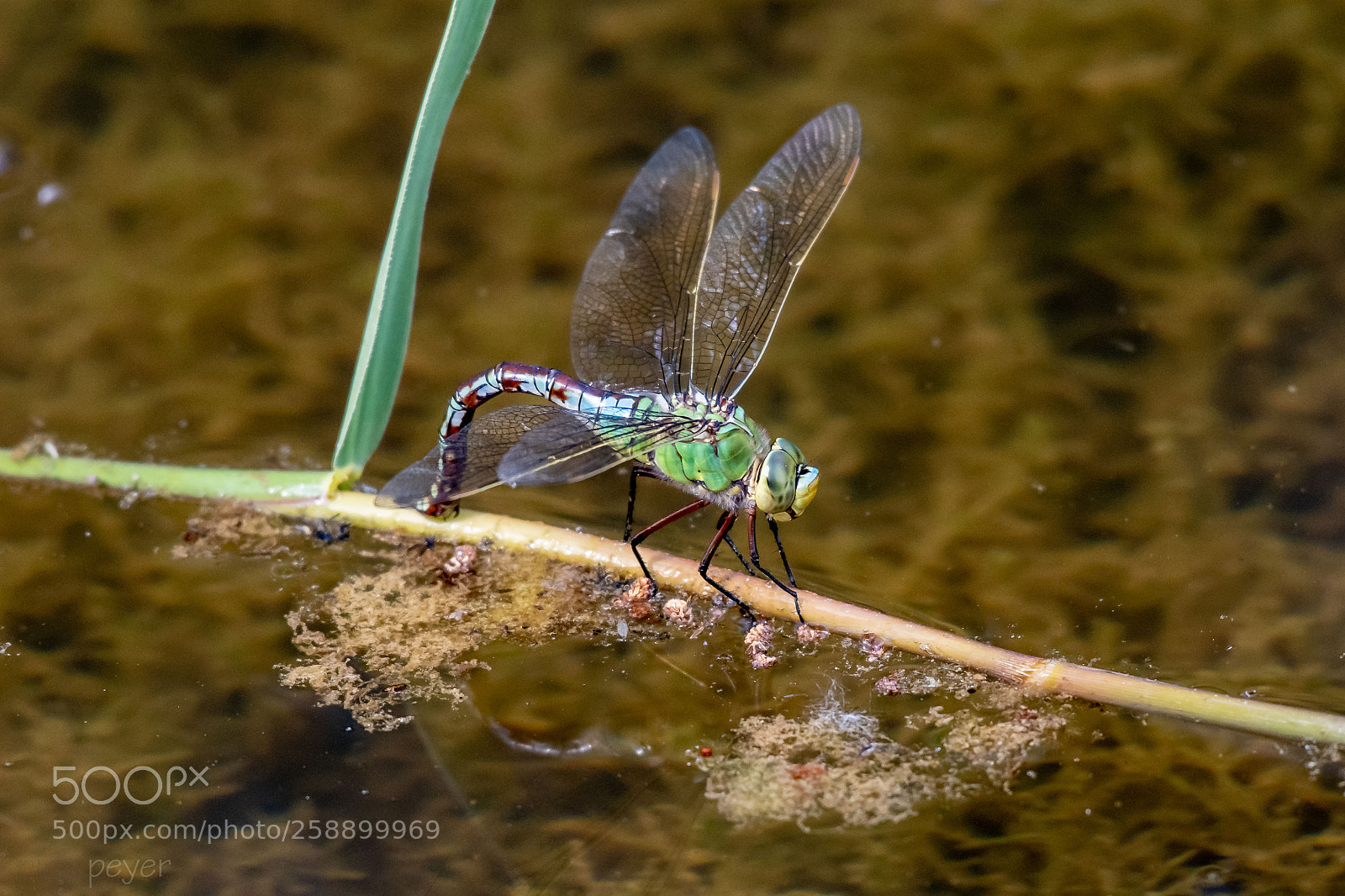 Nikon D5 sample photo. Southern hawker photography