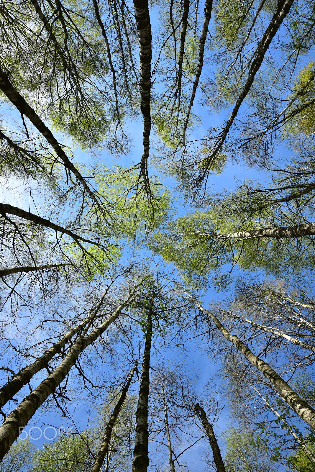 Nikon D810 sample photo. Birches photography