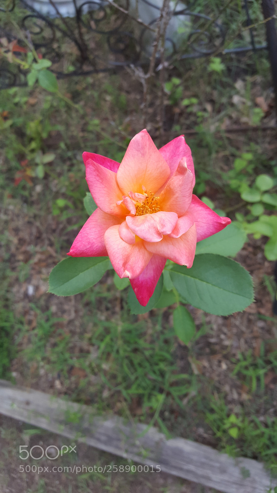 Samsung Galaxy Note5 sample photo. 20170815_185637.jpg photography