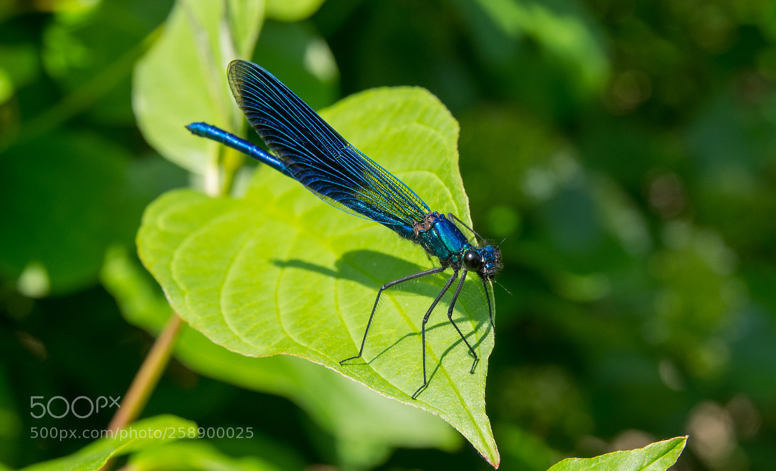 Pentax K-5 sample photo. Calopteryx splendens photography