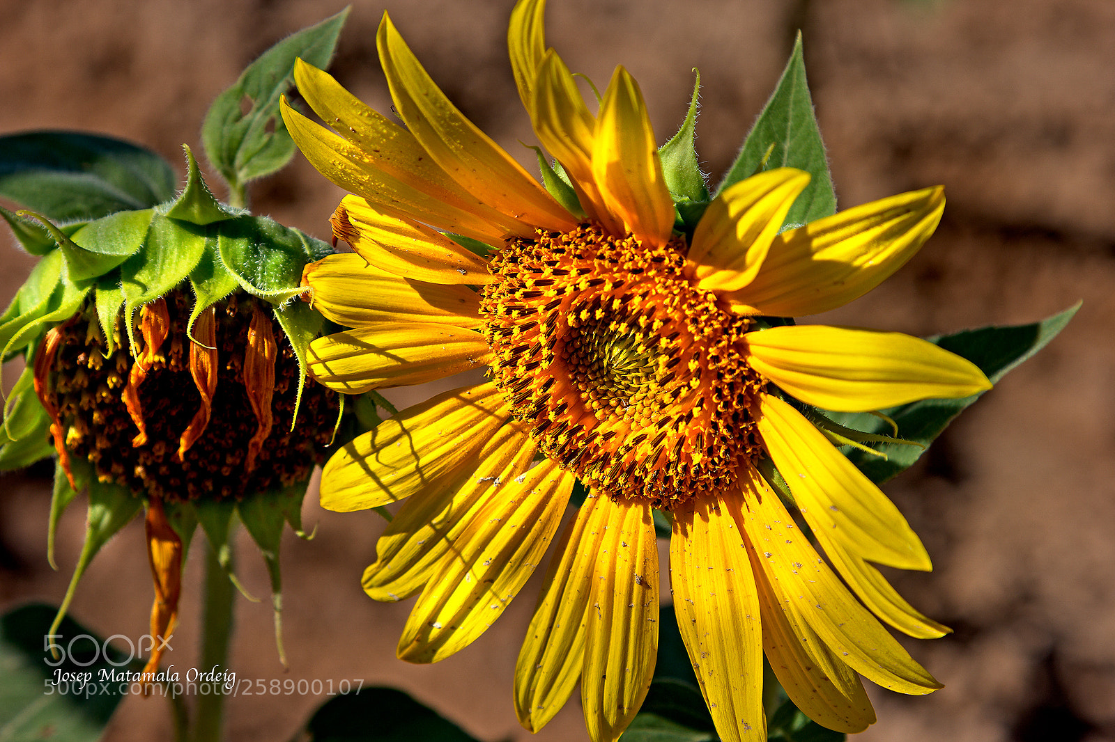 Canon EOS 60D sample photo. Macro photography