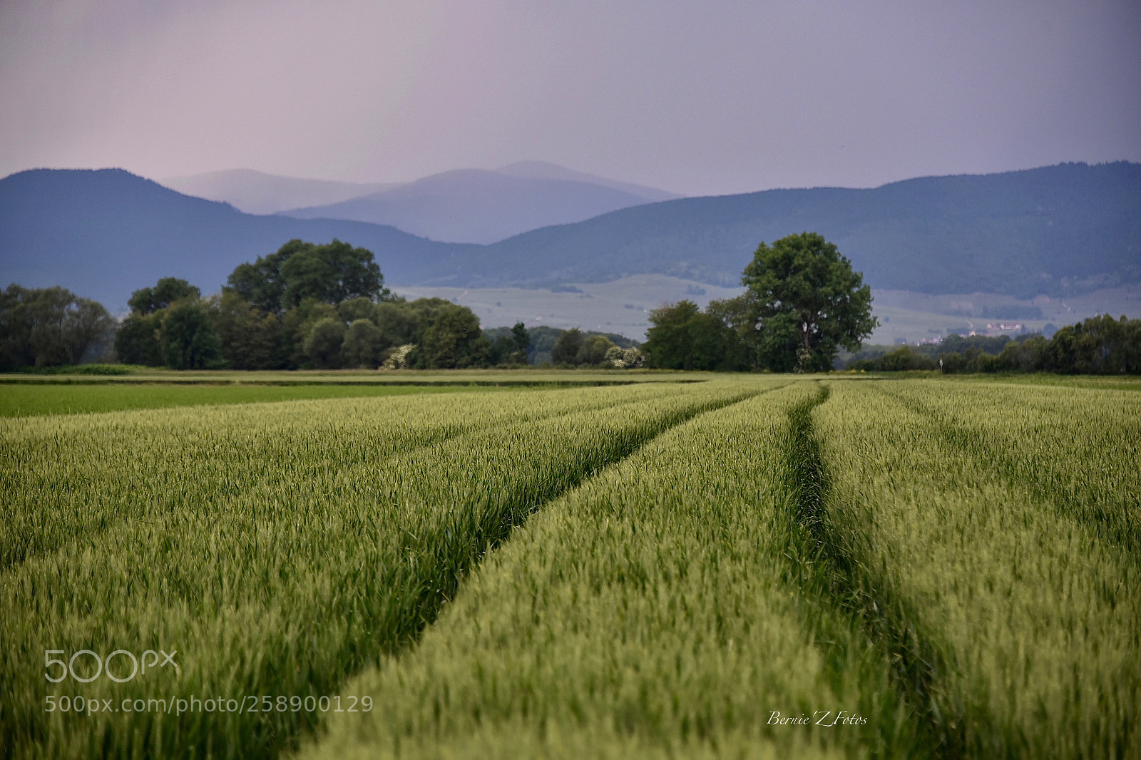 Nikon D750 sample photo. Alsatian country photography