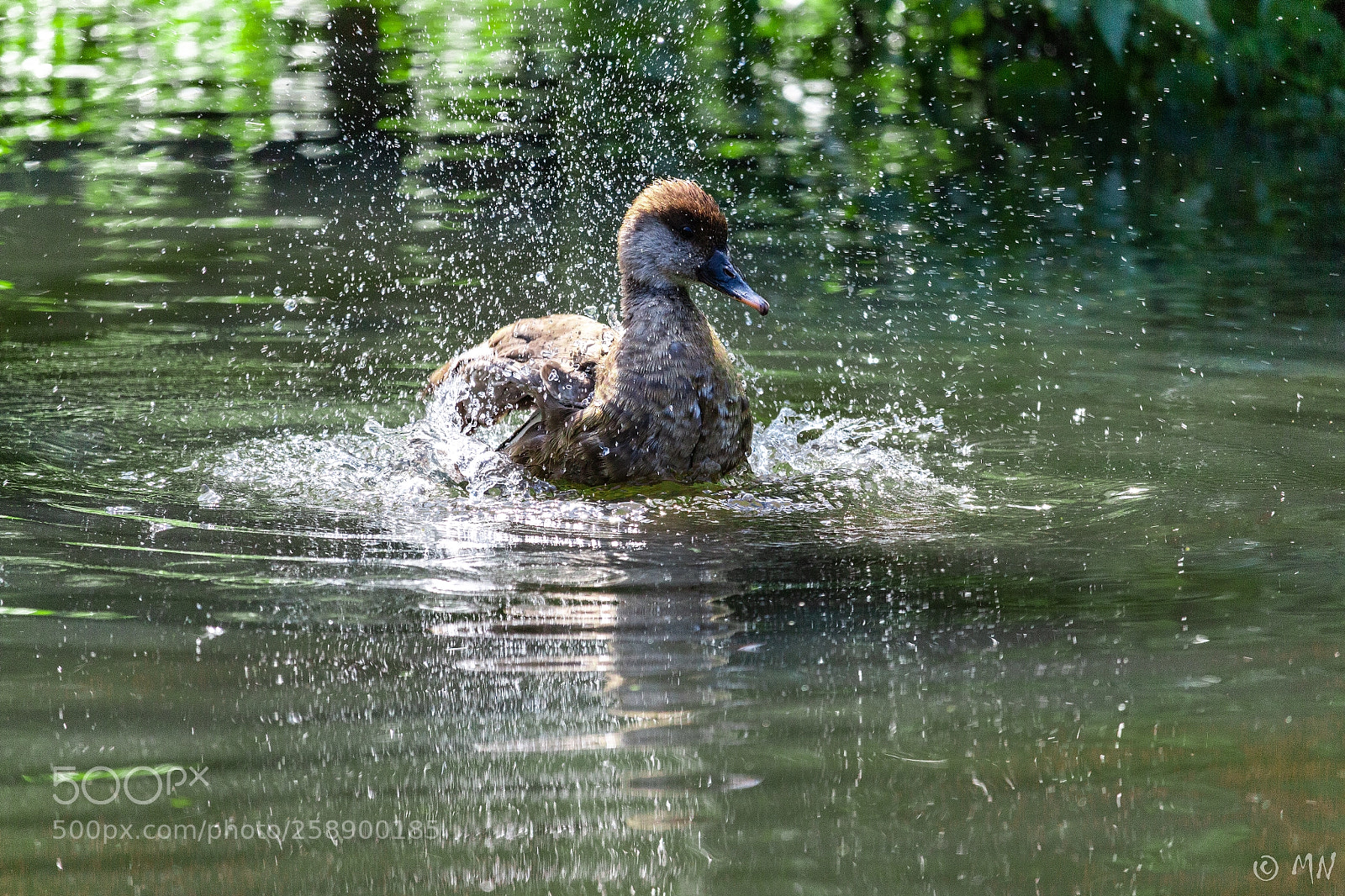 Canon EOS 700D (EOS Rebel T5i / EOS Kiss X7i) sample photo. Duck photography