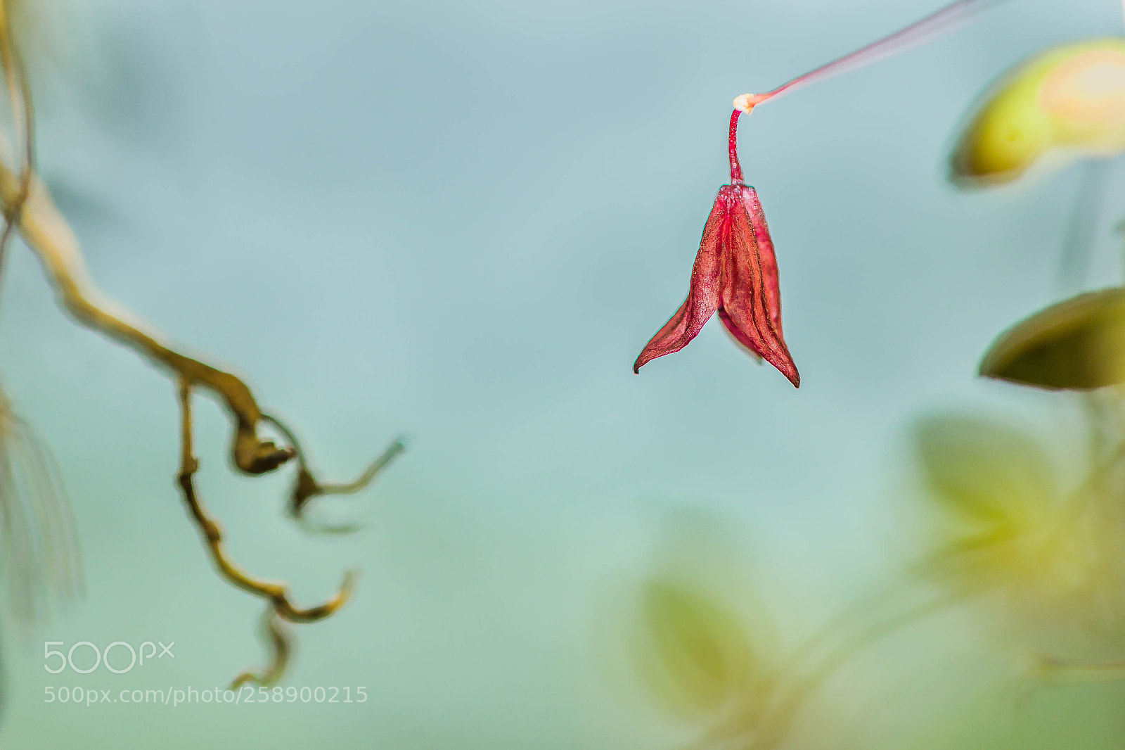 Canon EOS 60D sample photo. "red flower" photography