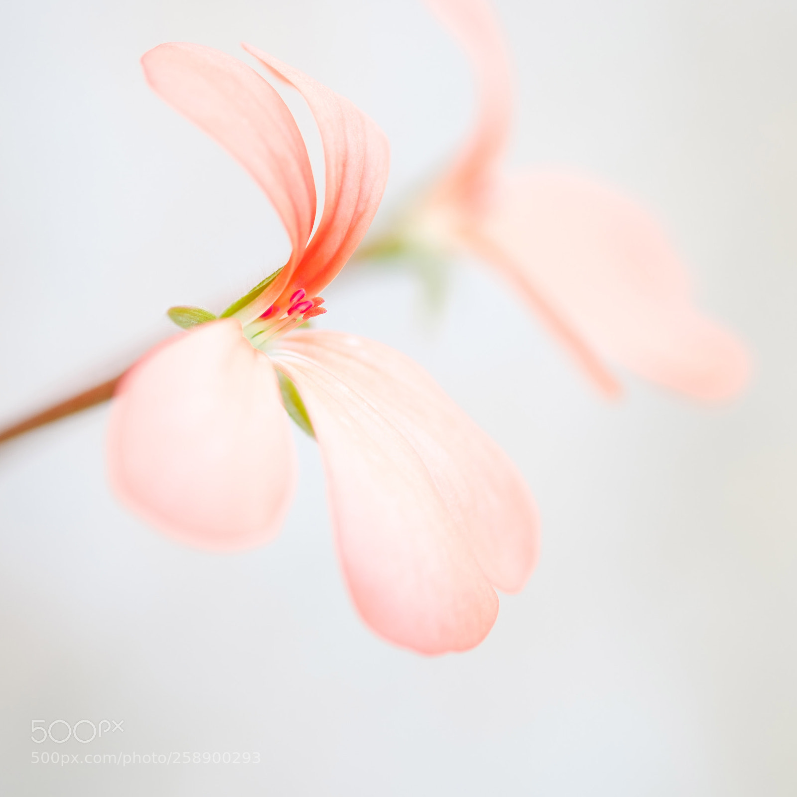 Fujifilm X-T20 sample photo. Pretty in pink photography