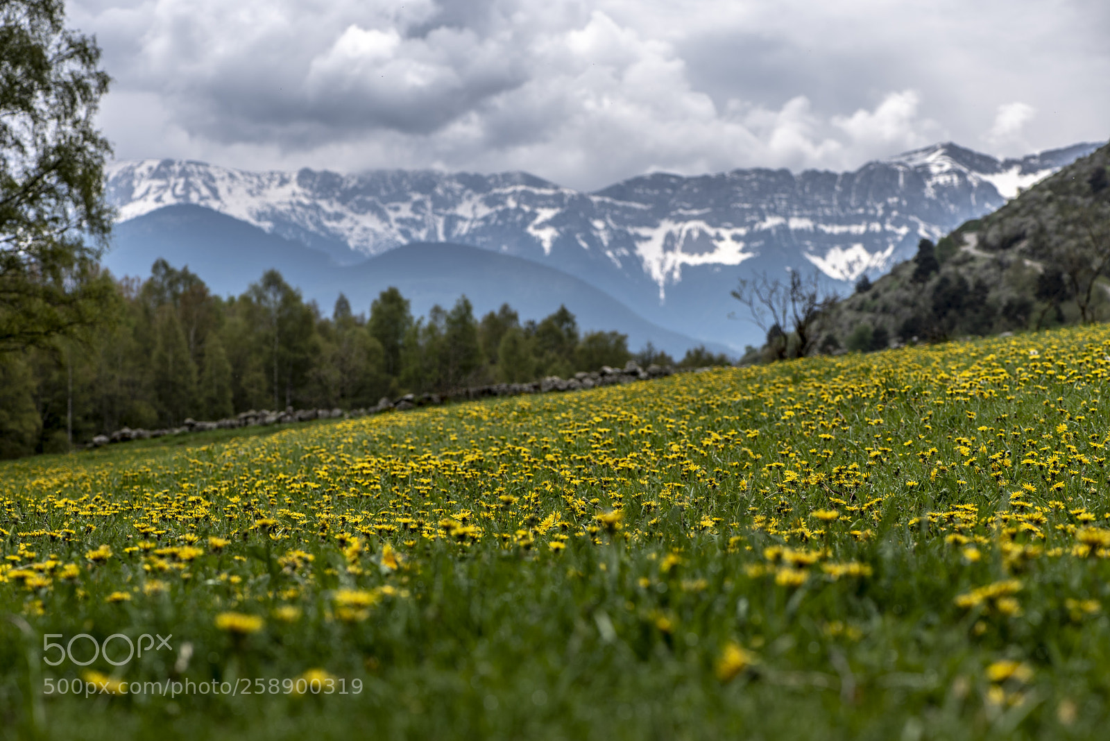 Nikon D750 sample photo. Cerdanya x photography