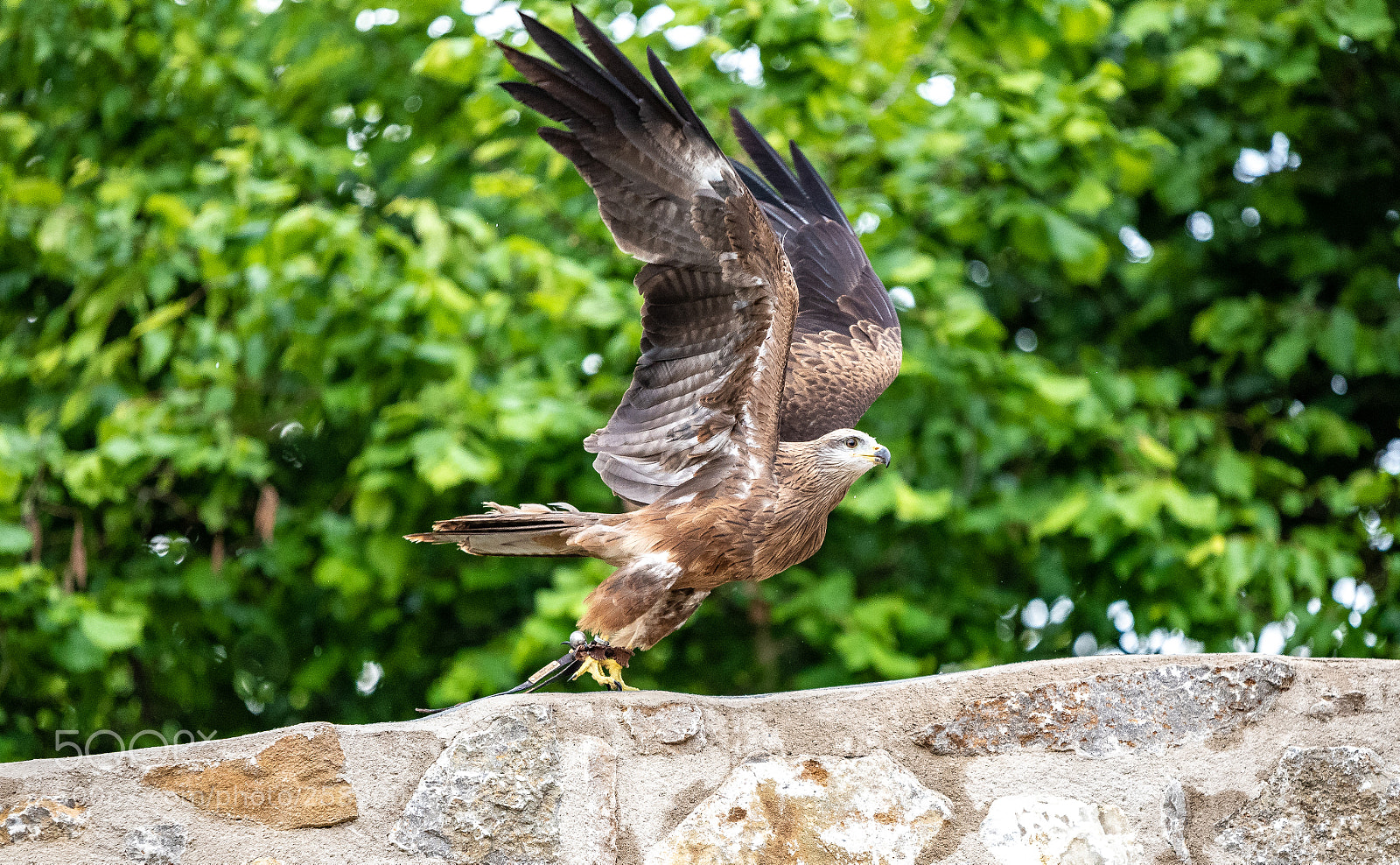 Nikon D750 sample photo. Starting bird photography