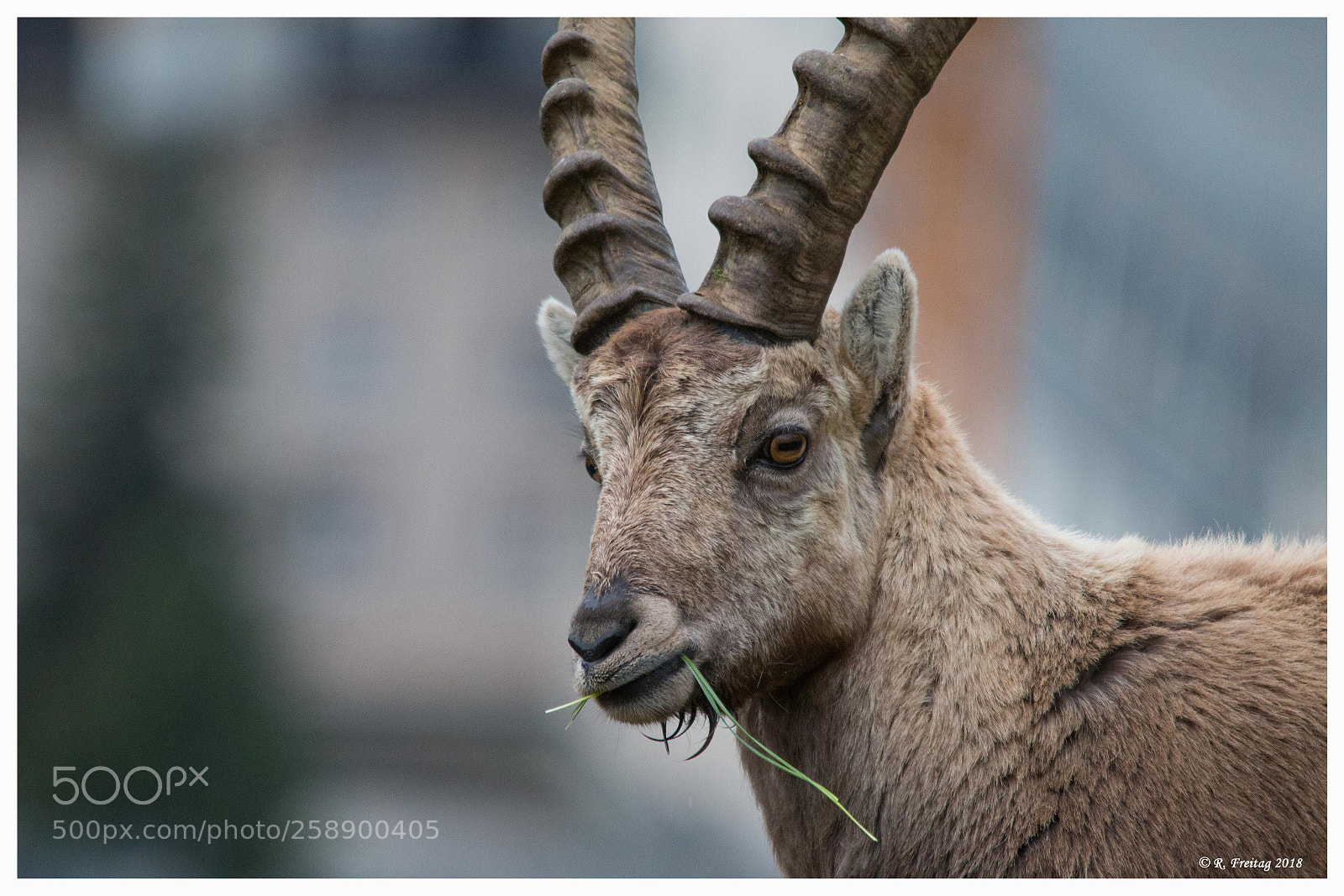 Canon EOS 70D sample photo. Wild photography