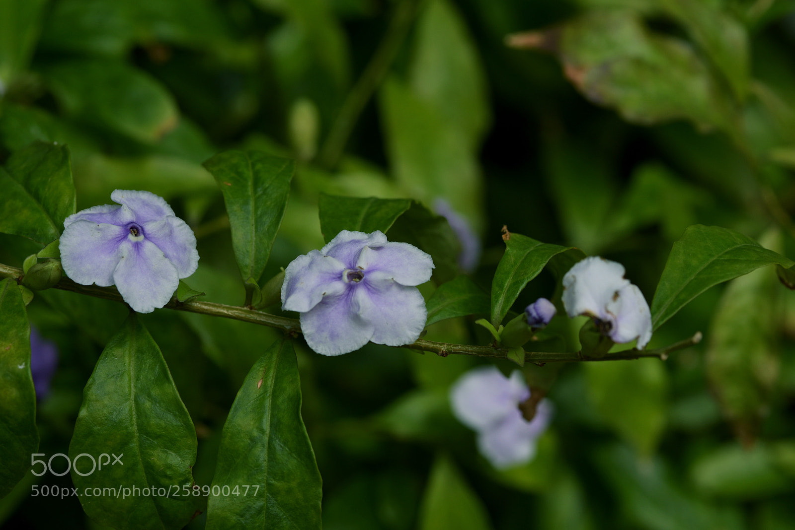 Nikon D750 sample photo. * what do you mean? photography