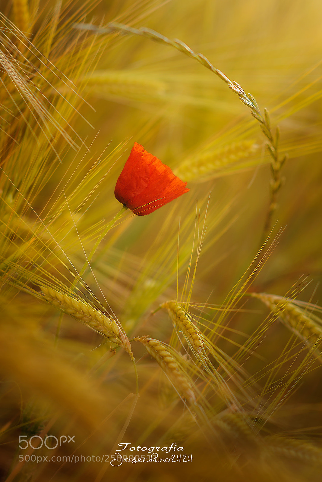 Nikon D600 sample photo. Me rodeas.... photography