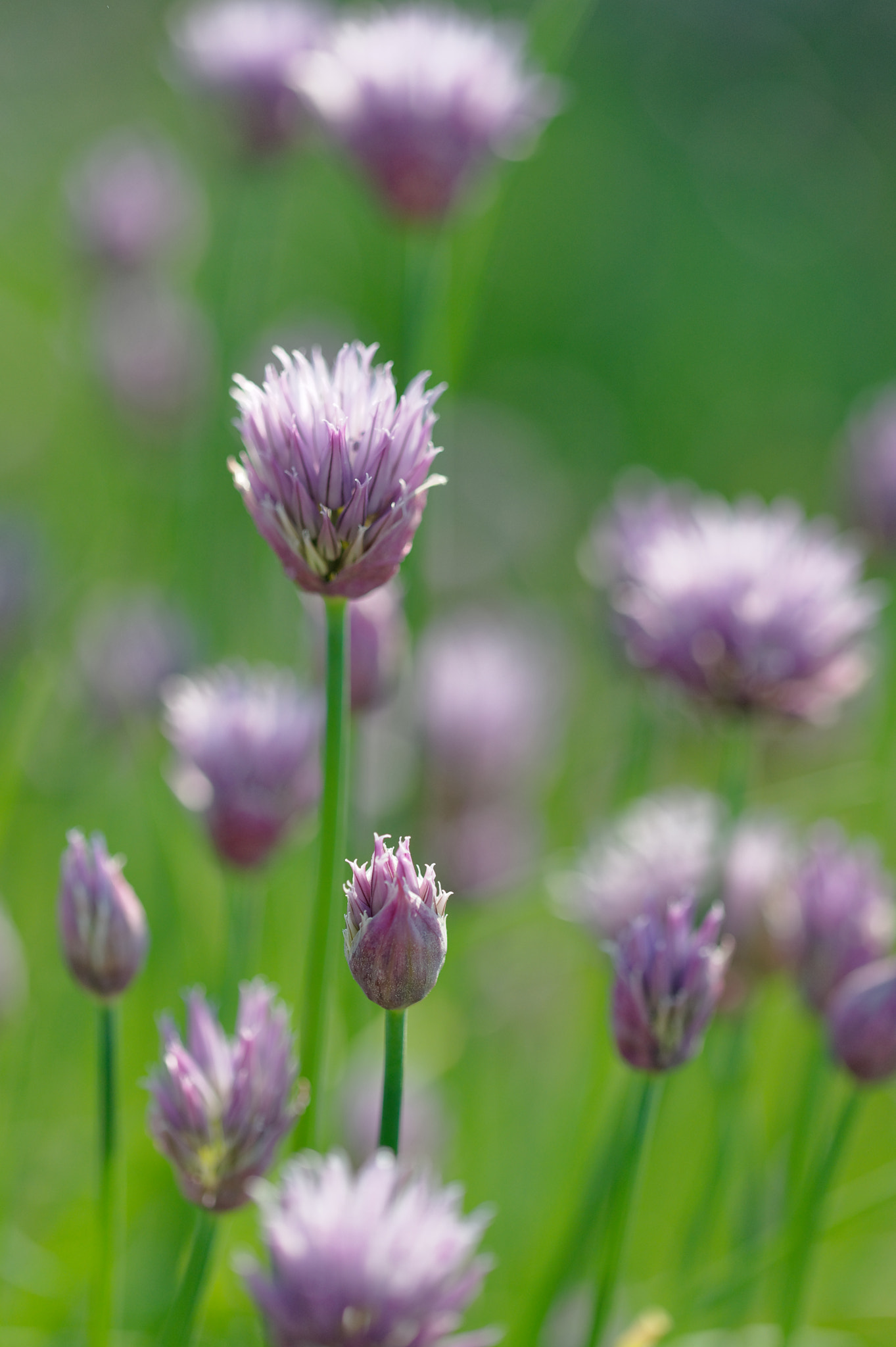 Nikon D700 sample photo. Leek in bloom photography
