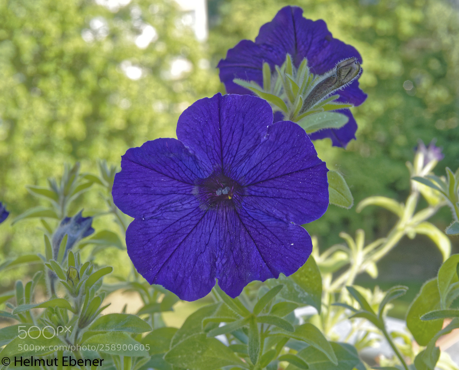 Olympus OM-D E-M5 sample photo. Bs-heidberg, balkonblumen photography