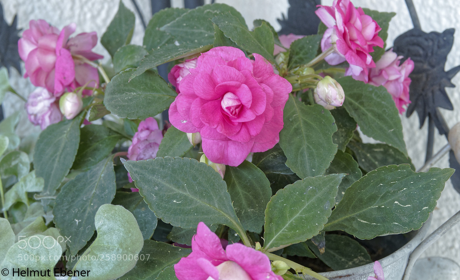 Olympus OM-D E-M5 sample photo. Bs-heidberg, balkonblumen photography