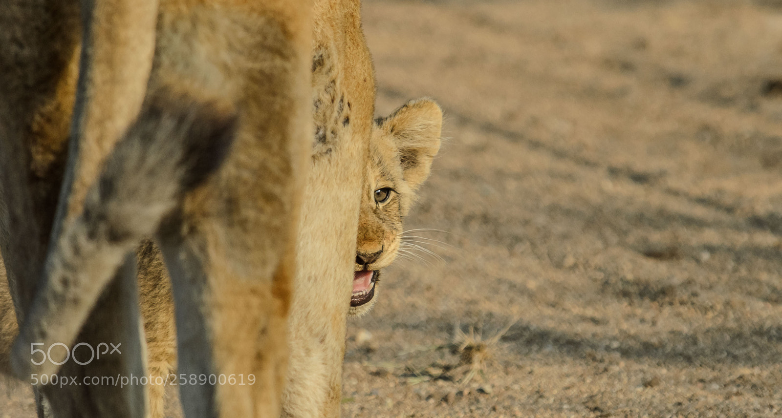 Nikon D7000 sample photo. Lion cub photography
