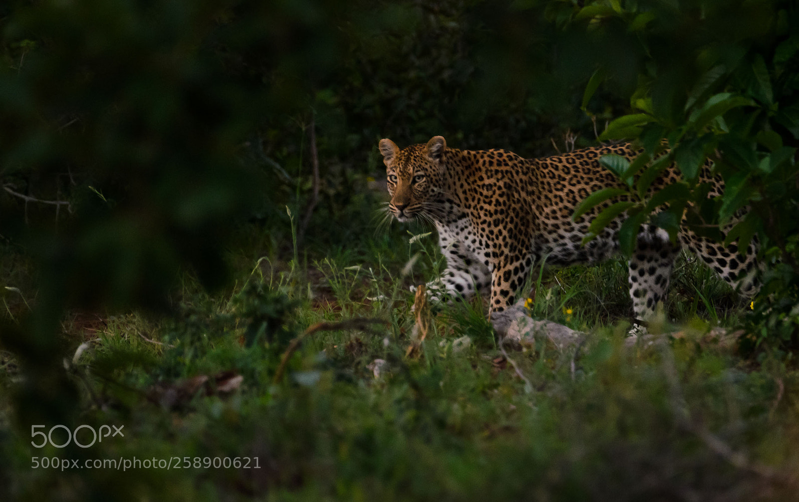 Nikon D7000 sample photo. Leopard photography