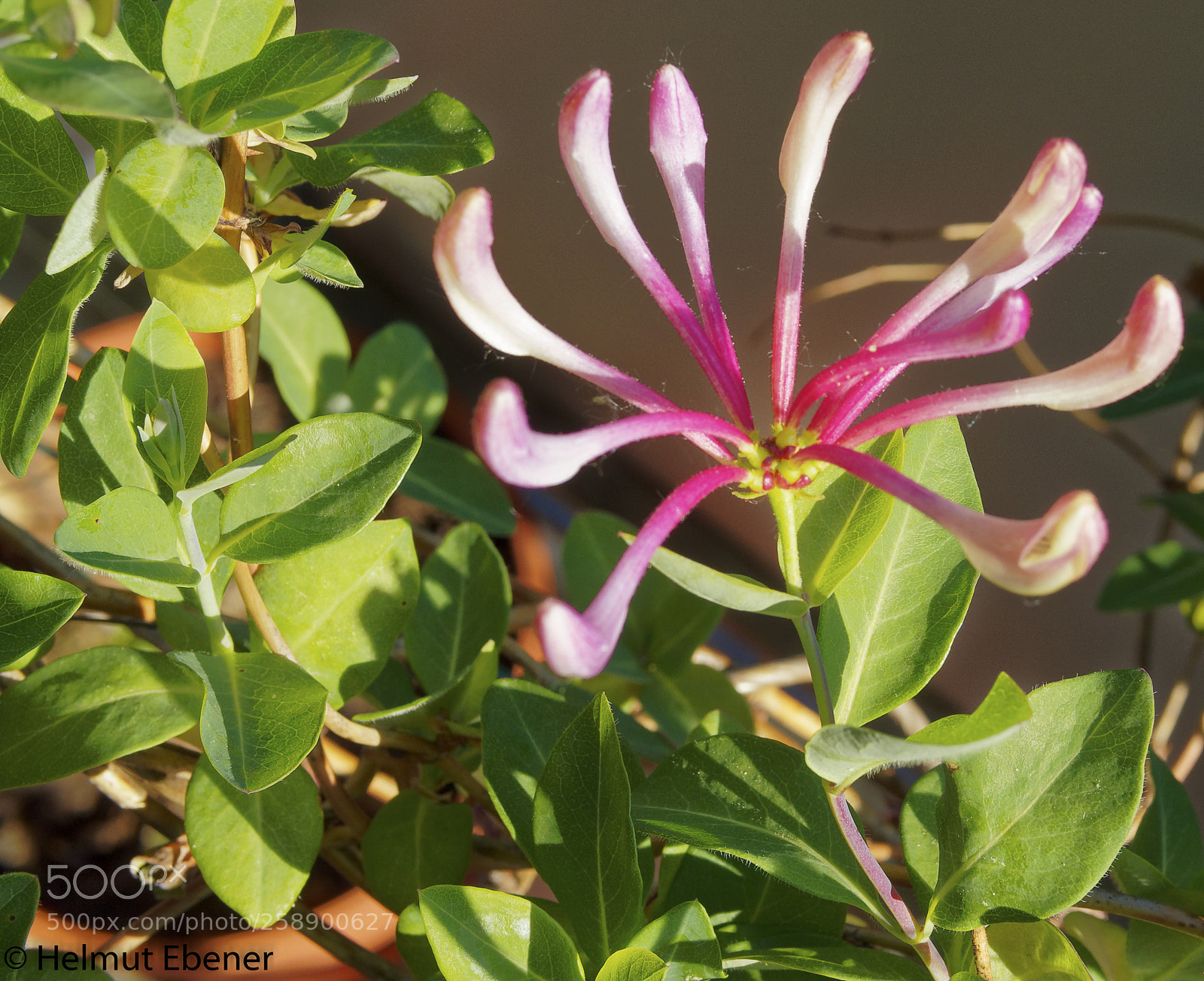 Olympus OM-D E-M5 sample photo. Bs-heidberg, balkonblumen photography
