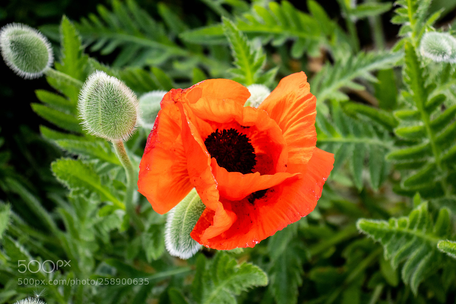 Canon EOS 77D (EOS 9000D / EOS 770D) sample photo. Red center photography