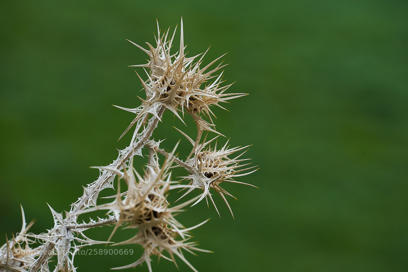 Sony a7 II sample photo. Distel im winter photography