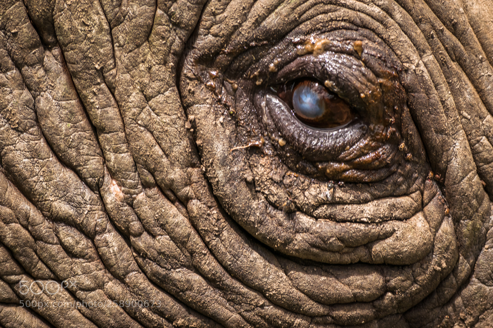Nikon D5300 sample photo. Rhino's blind eye photography