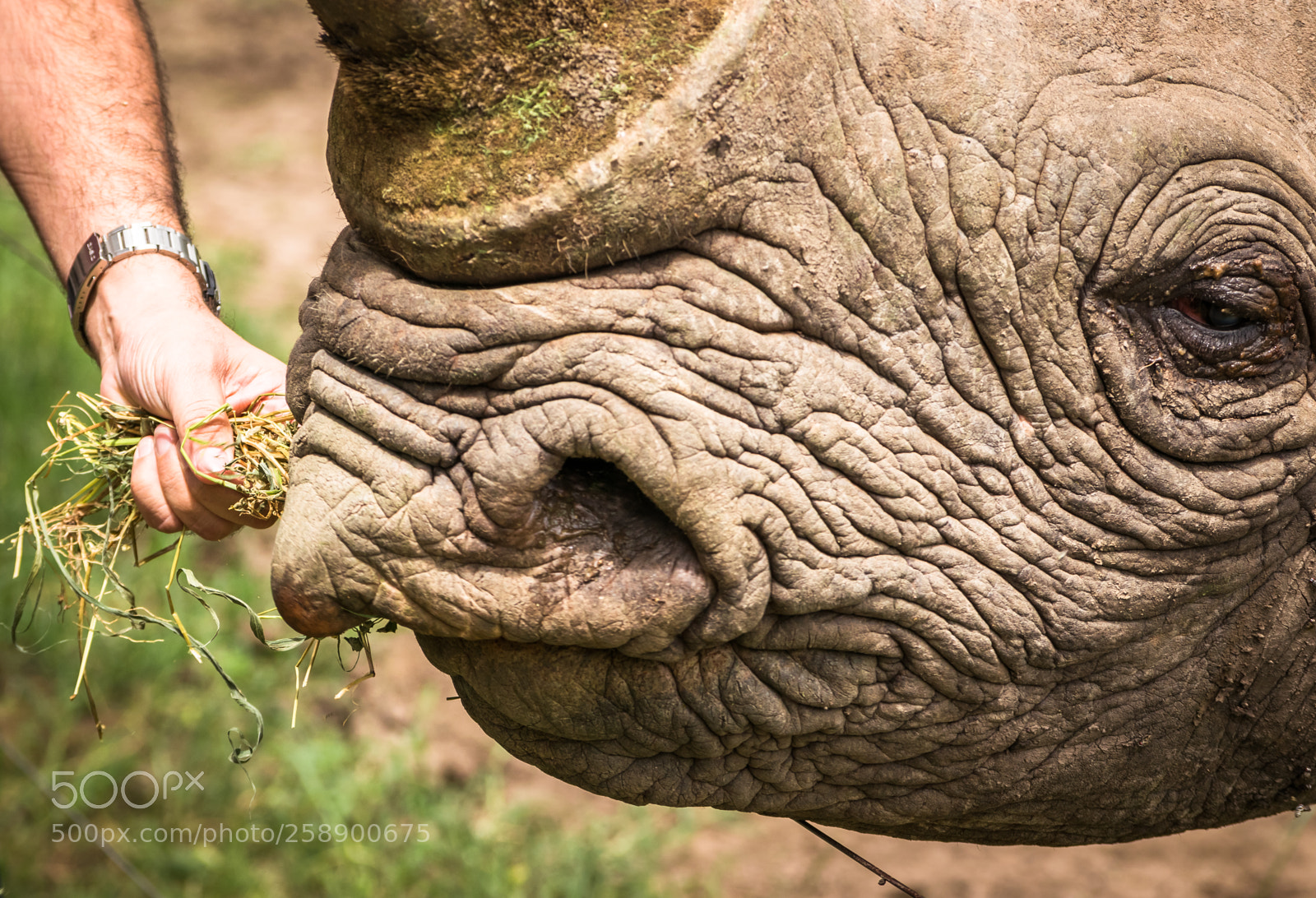Nikon D5300 sample photo. Feeding a rhino photography