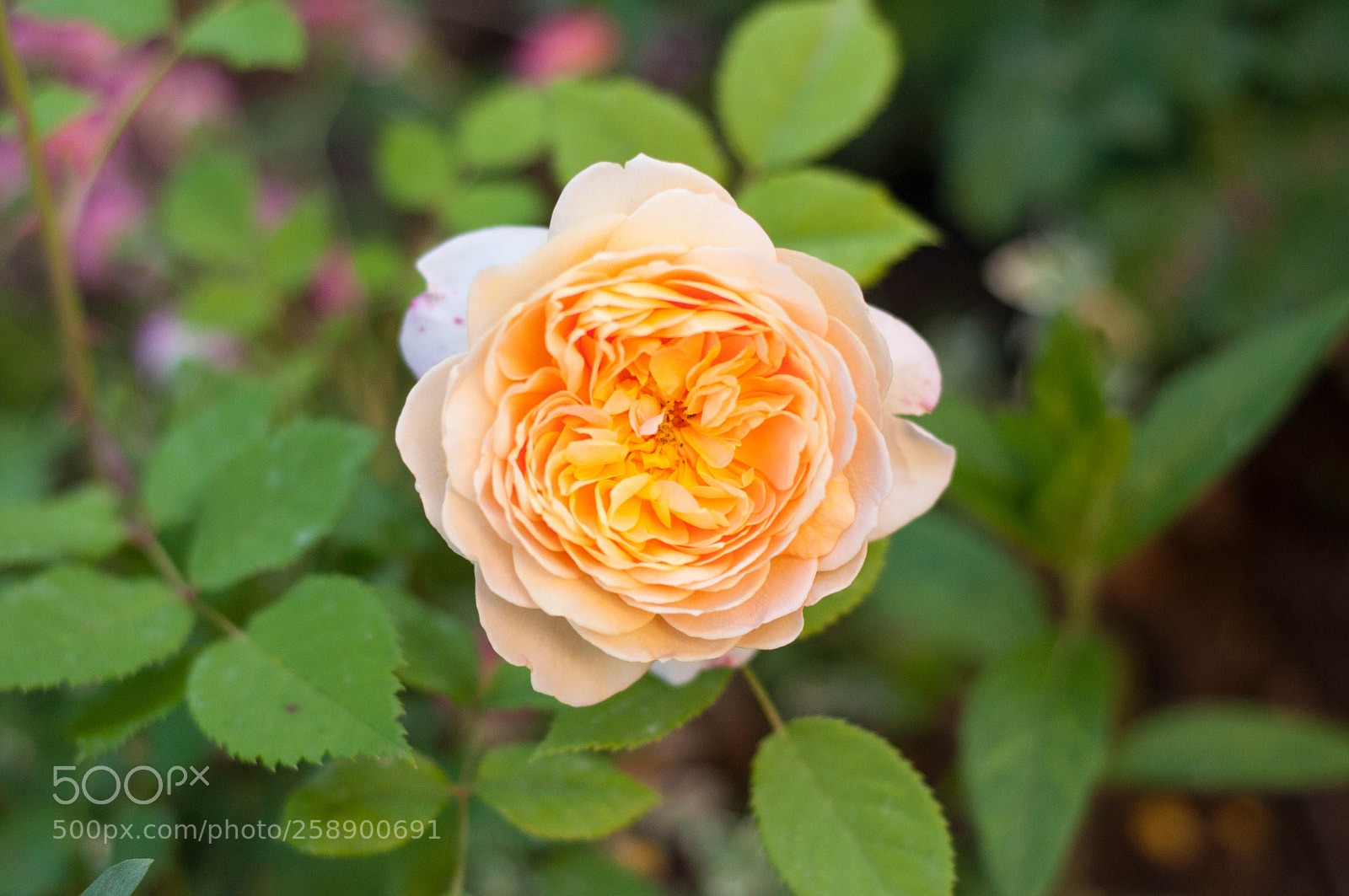 Nikon D90 sample photo. Sun in my garden.. photography