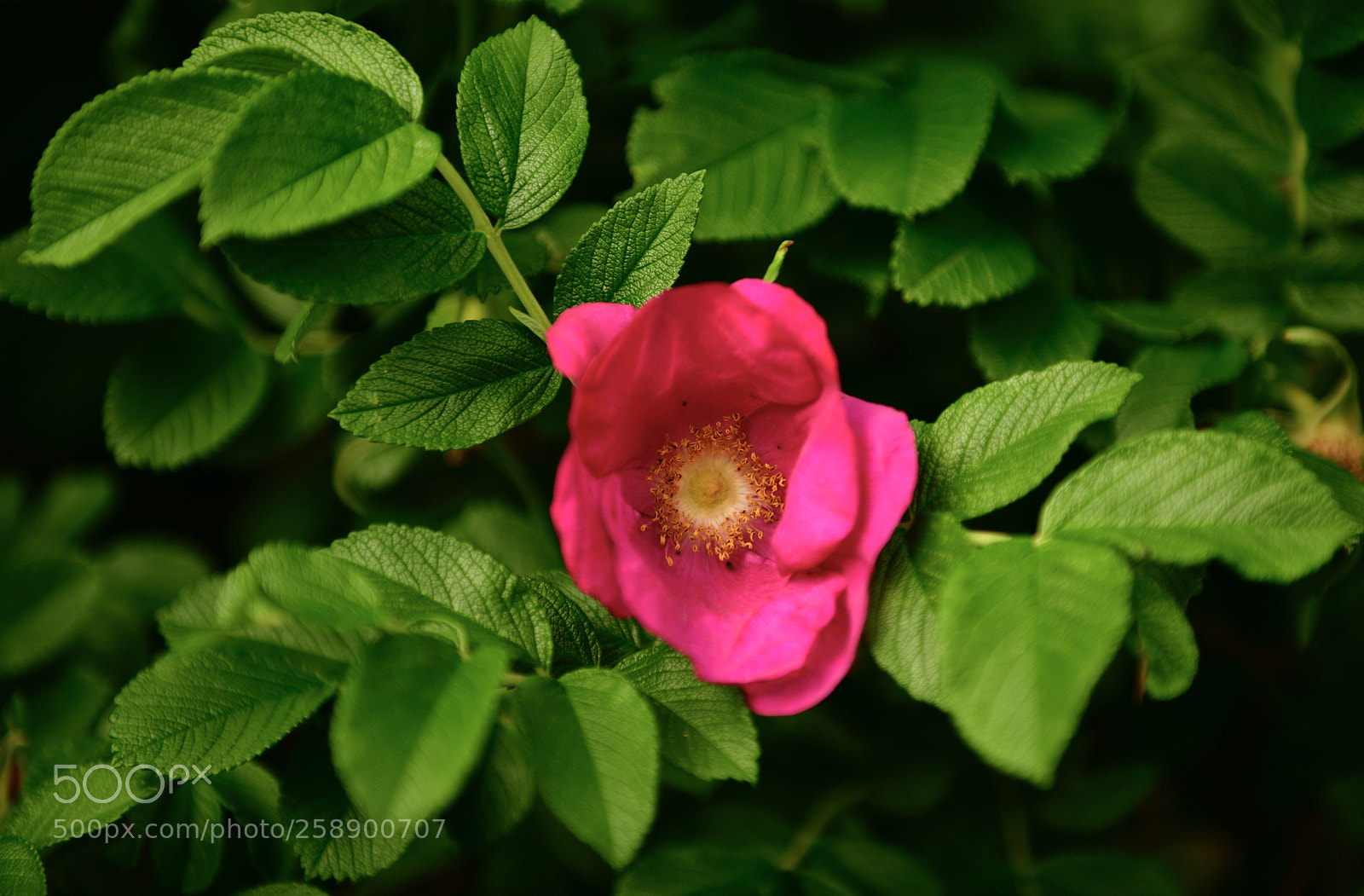 Nikon D850 sample photo. Wild rose photography