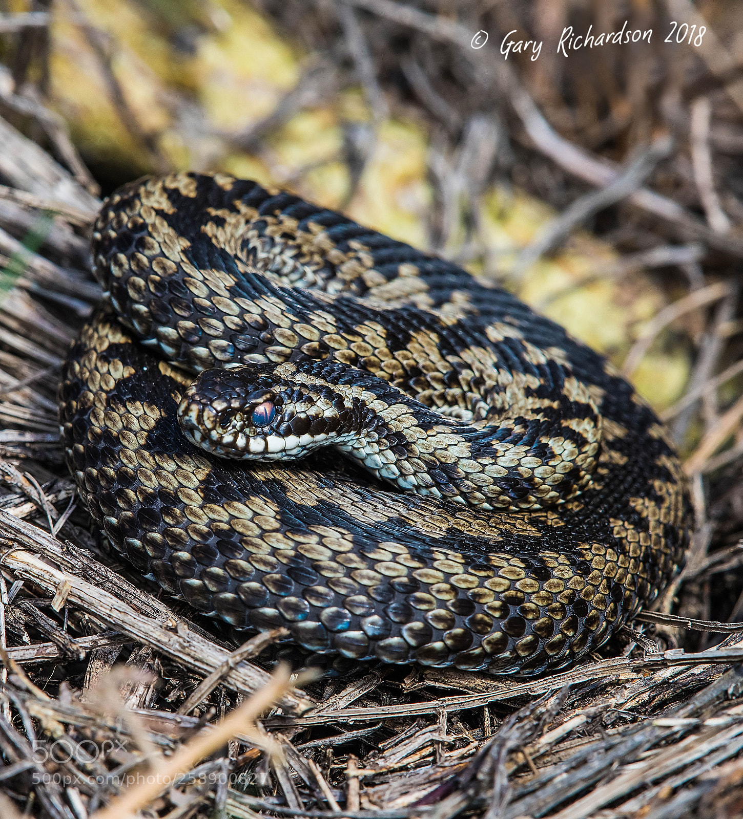 Nikon D810 sample photo. Adder photography