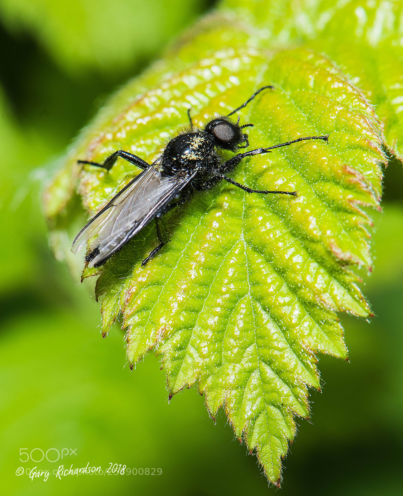 Nikon D810 sample photo. Bibio marci photography
