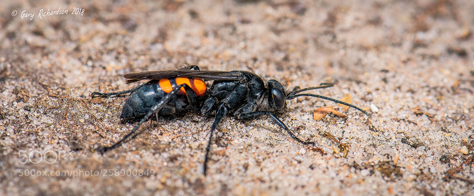 Nikon D810 sample photo. Black banded spider wasp photography
