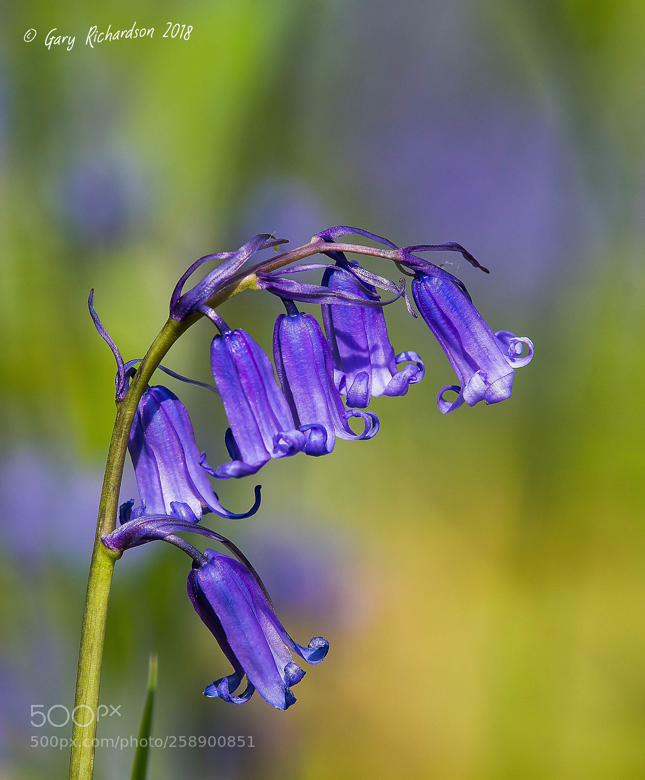Nikon D500 sample photo. Bluebells photography