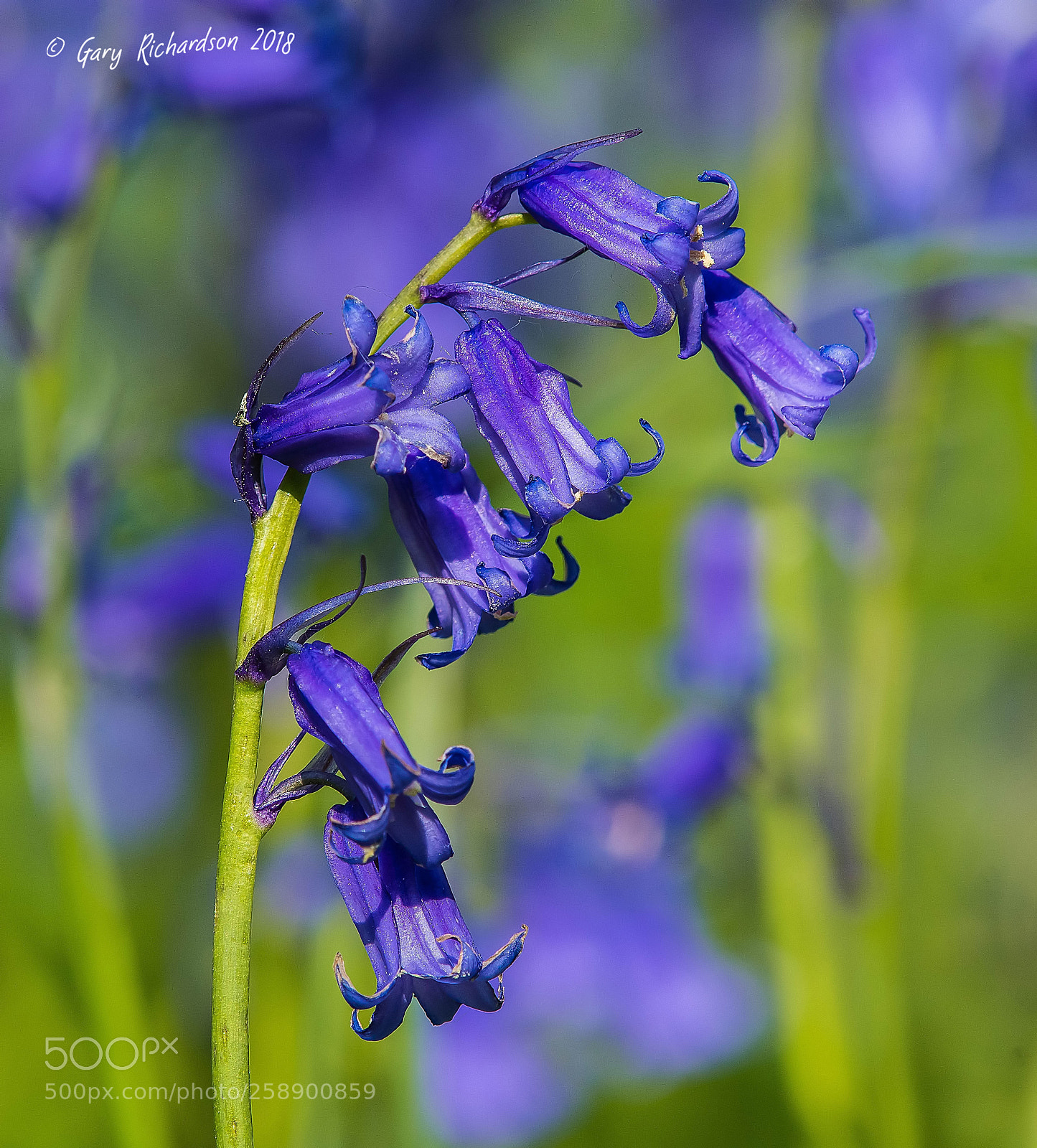 Nikon D500 sample photo. Bluebells photography