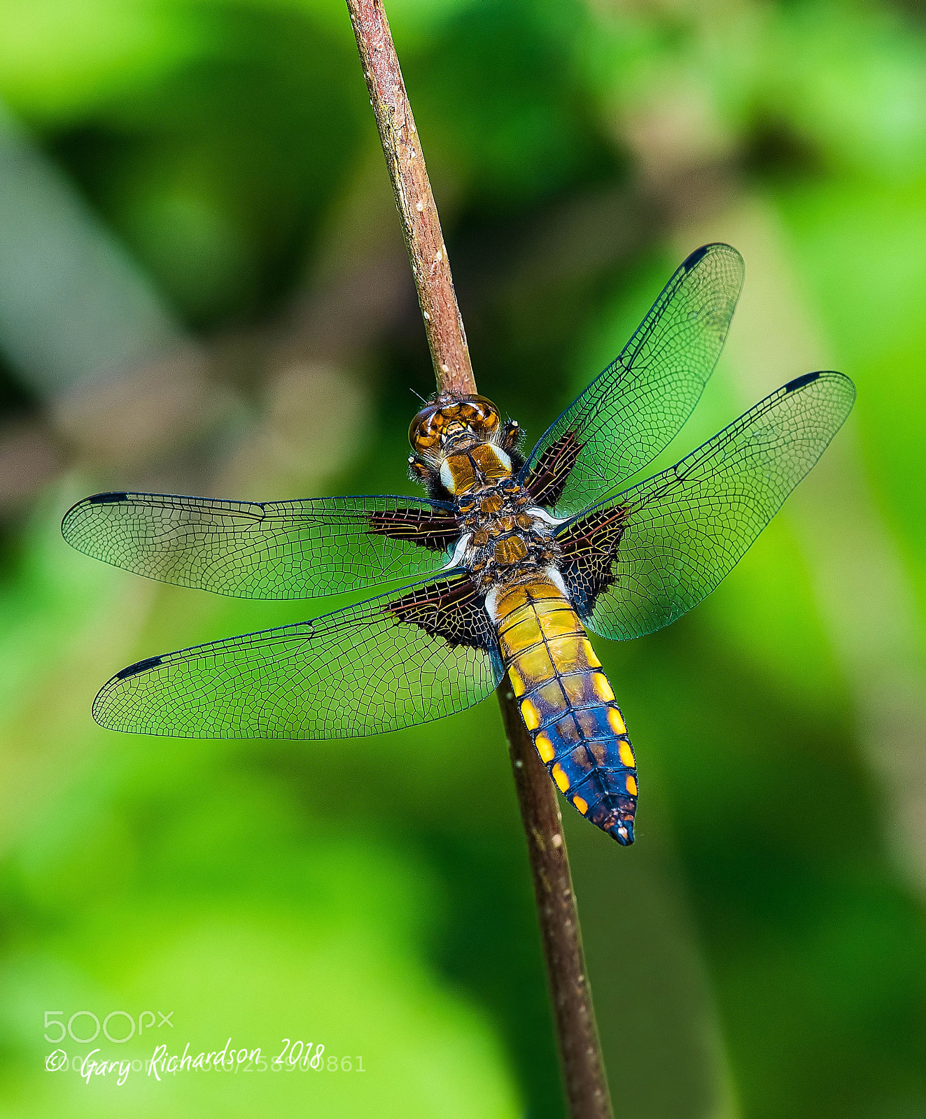 Nikon D500 sample photo. Broad bodied chaser photography