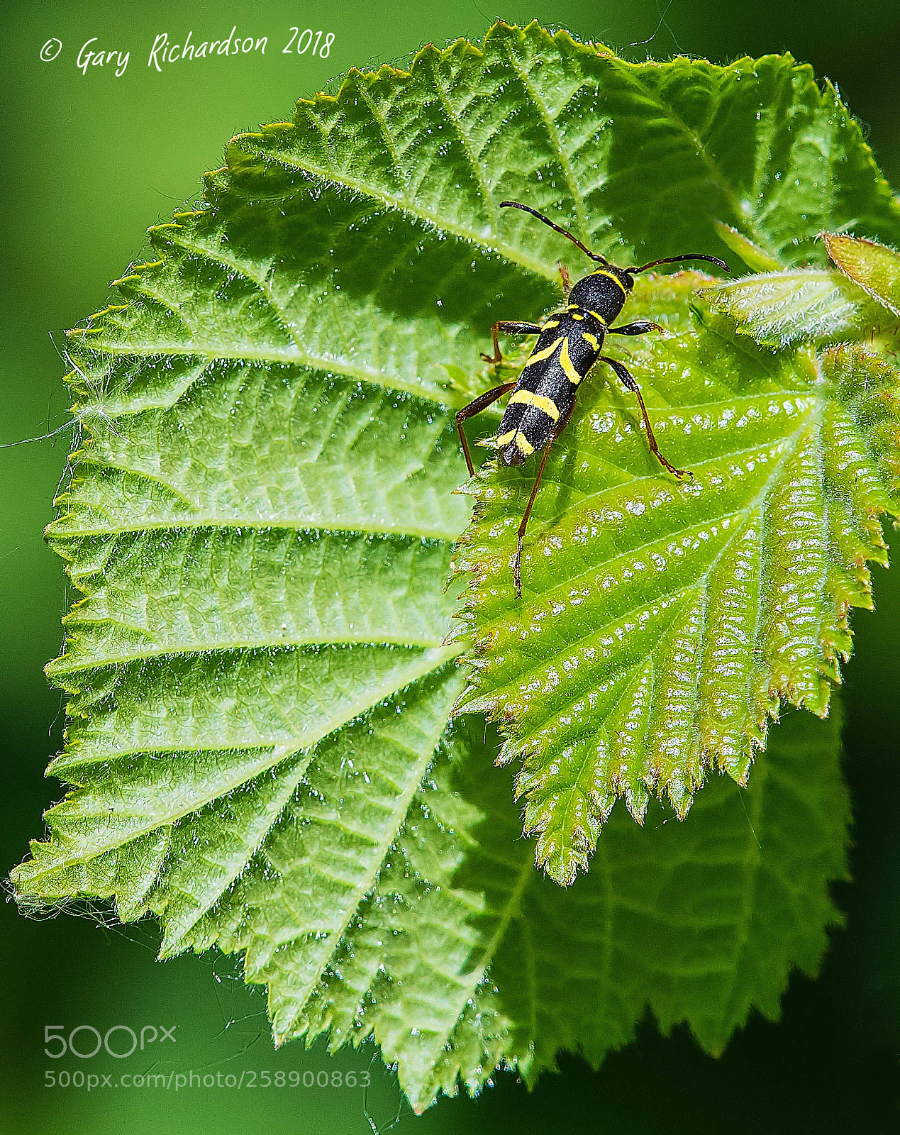 Nikon D500 sample photo. Clytus arietis photography