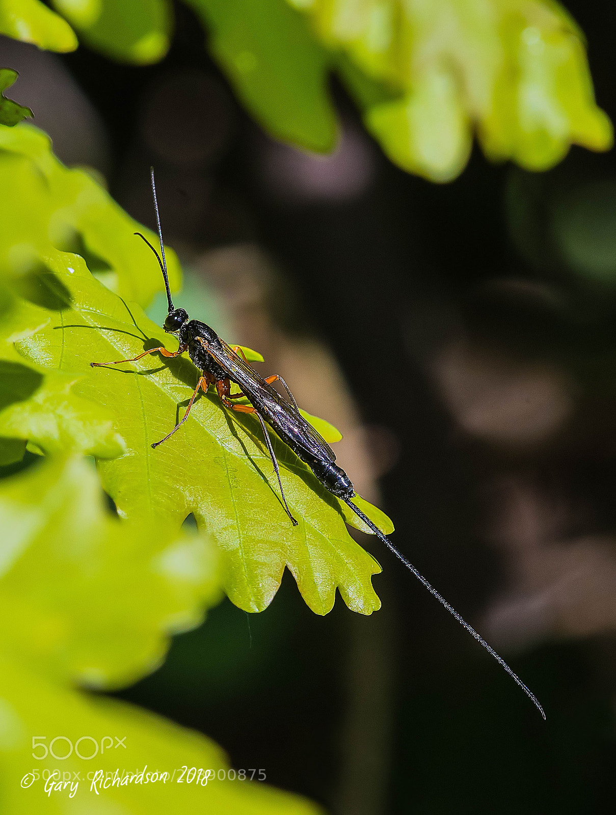 Nikon D500 sample photo. Ephialtes manifestator photography