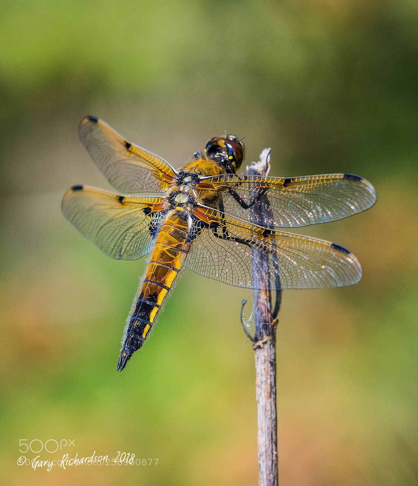 Nikon D500 sample photo. Four spotted chaser photography