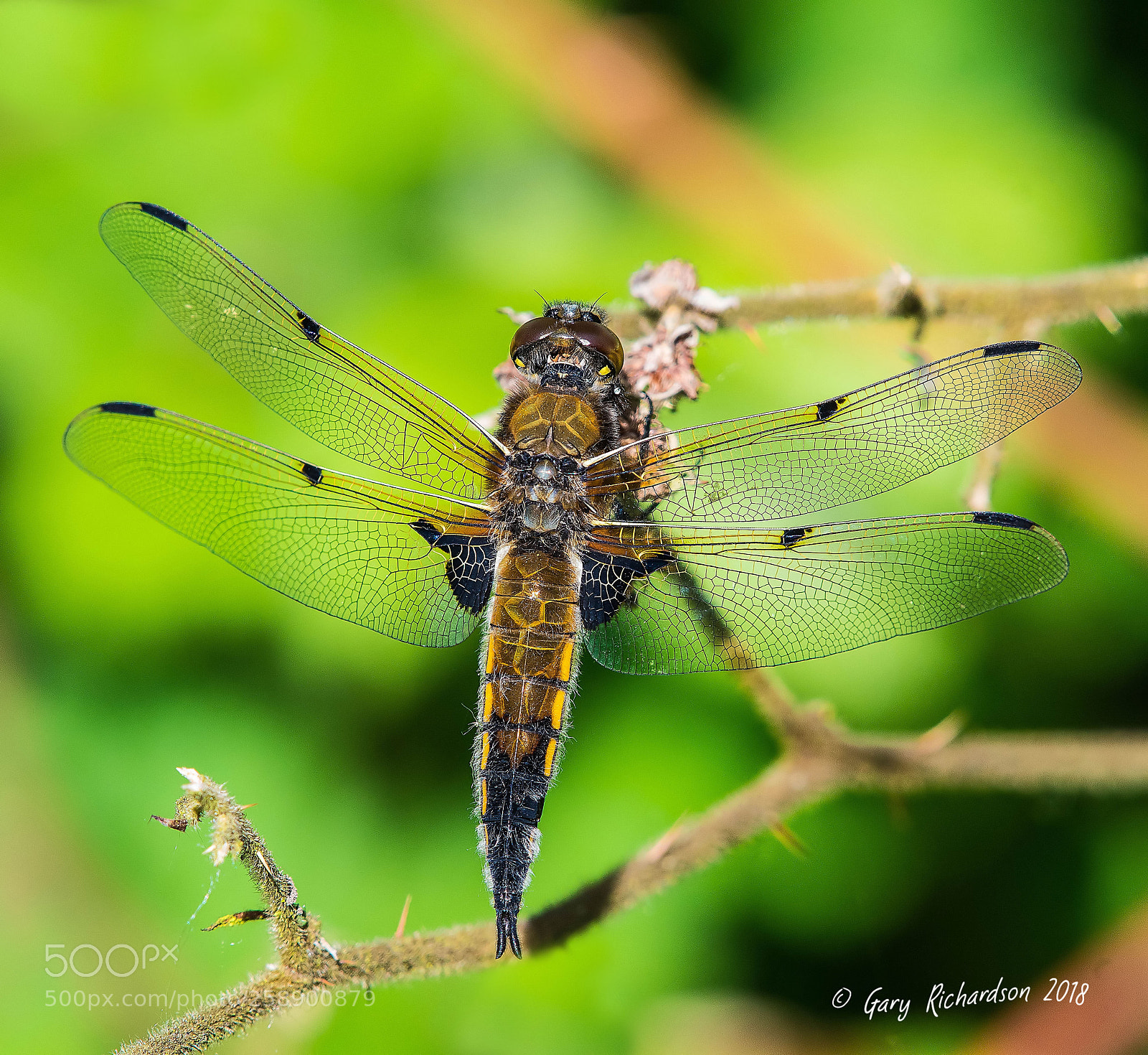 Nikon D500 sample photo. Four spotted chaser photography