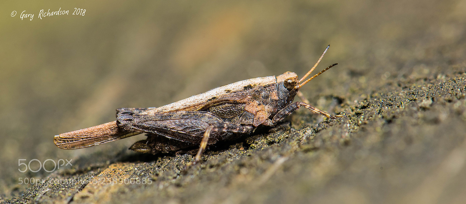 Nikon D810 sample photo. Slender groundhopper photography