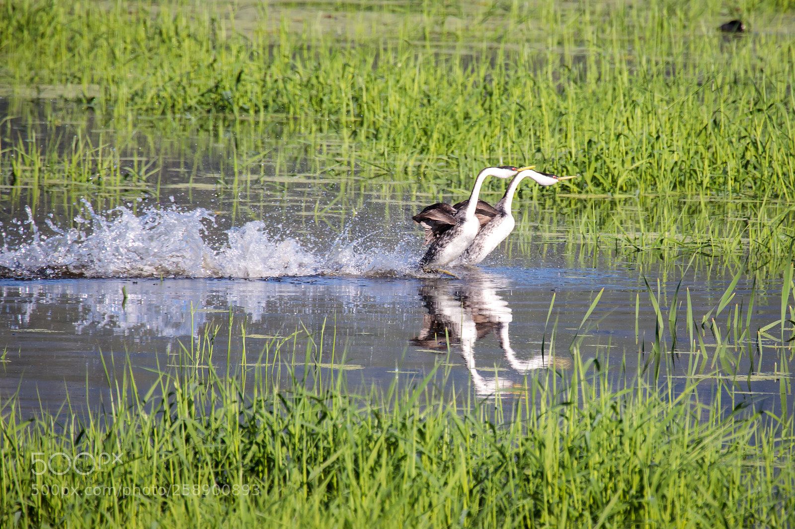 Canon EOS 5D Mark IV sample photo. Courtship dance of the photography