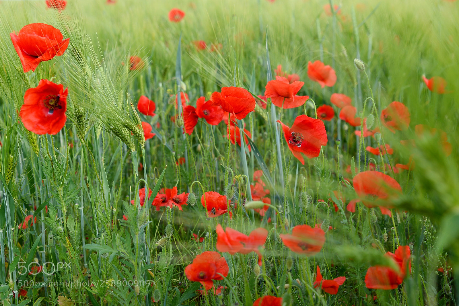 Nikon D610 sample photo. Poppies photography