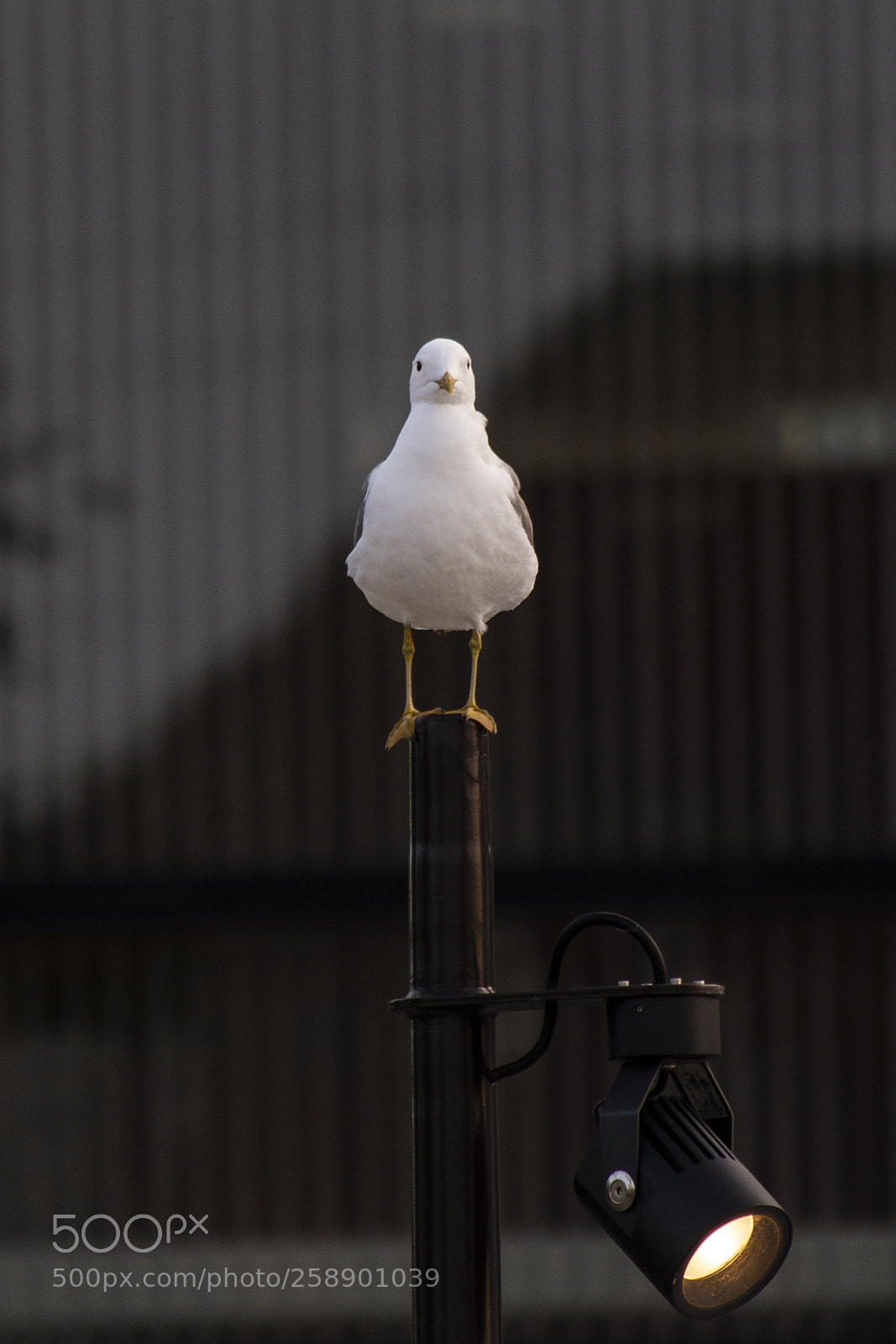 Canon EOS 7D sample photo. Seagull staring me down photography