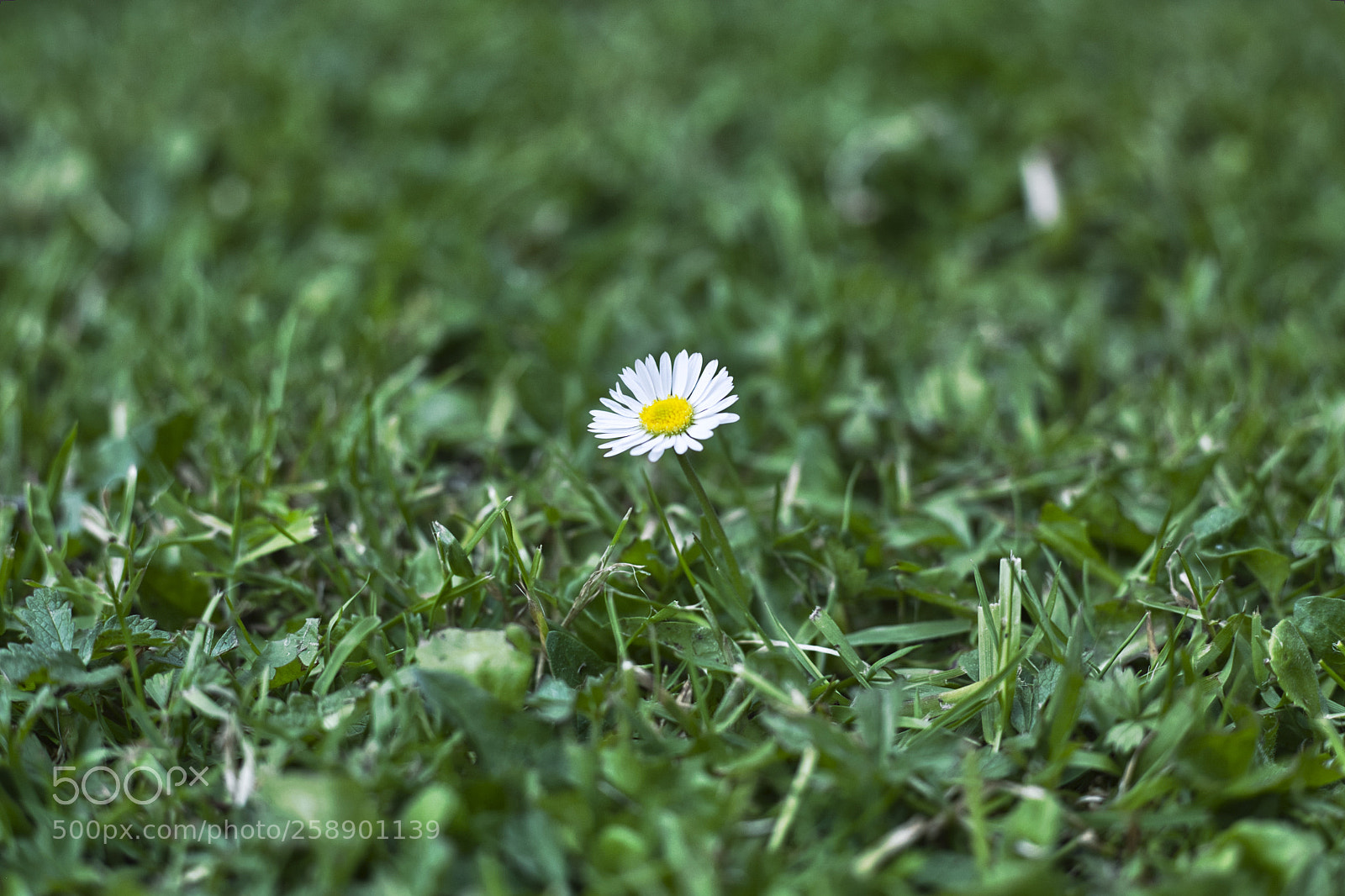 Canon EOS 5D sample photo. Daisy photography