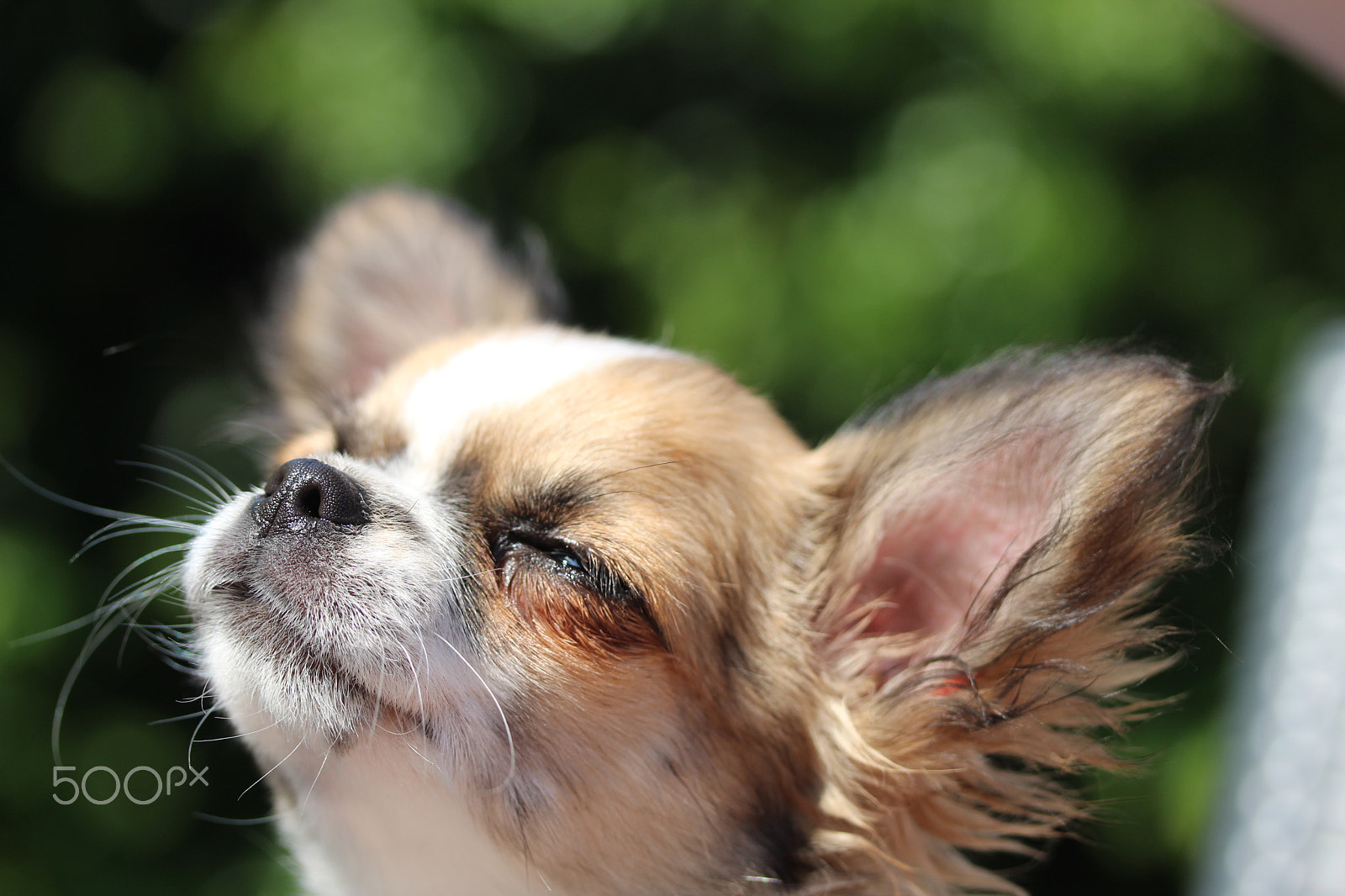 Canon EF-S 60mm F2.8 Macro USM sample photo. Chihuahua 2 photography