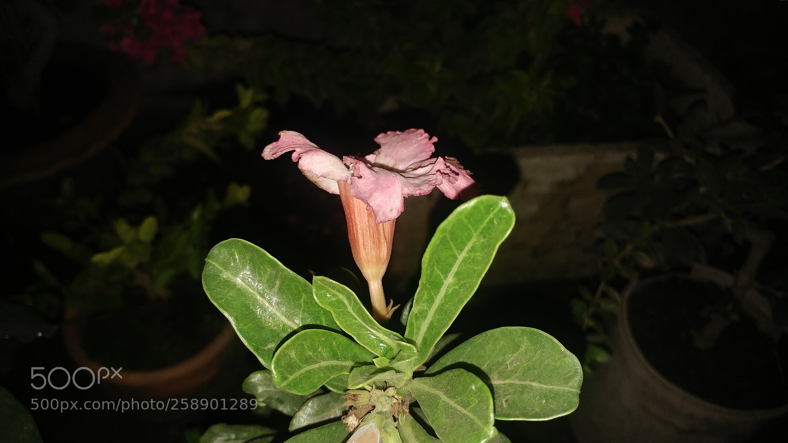 LG G5 sample photo. Flower photography