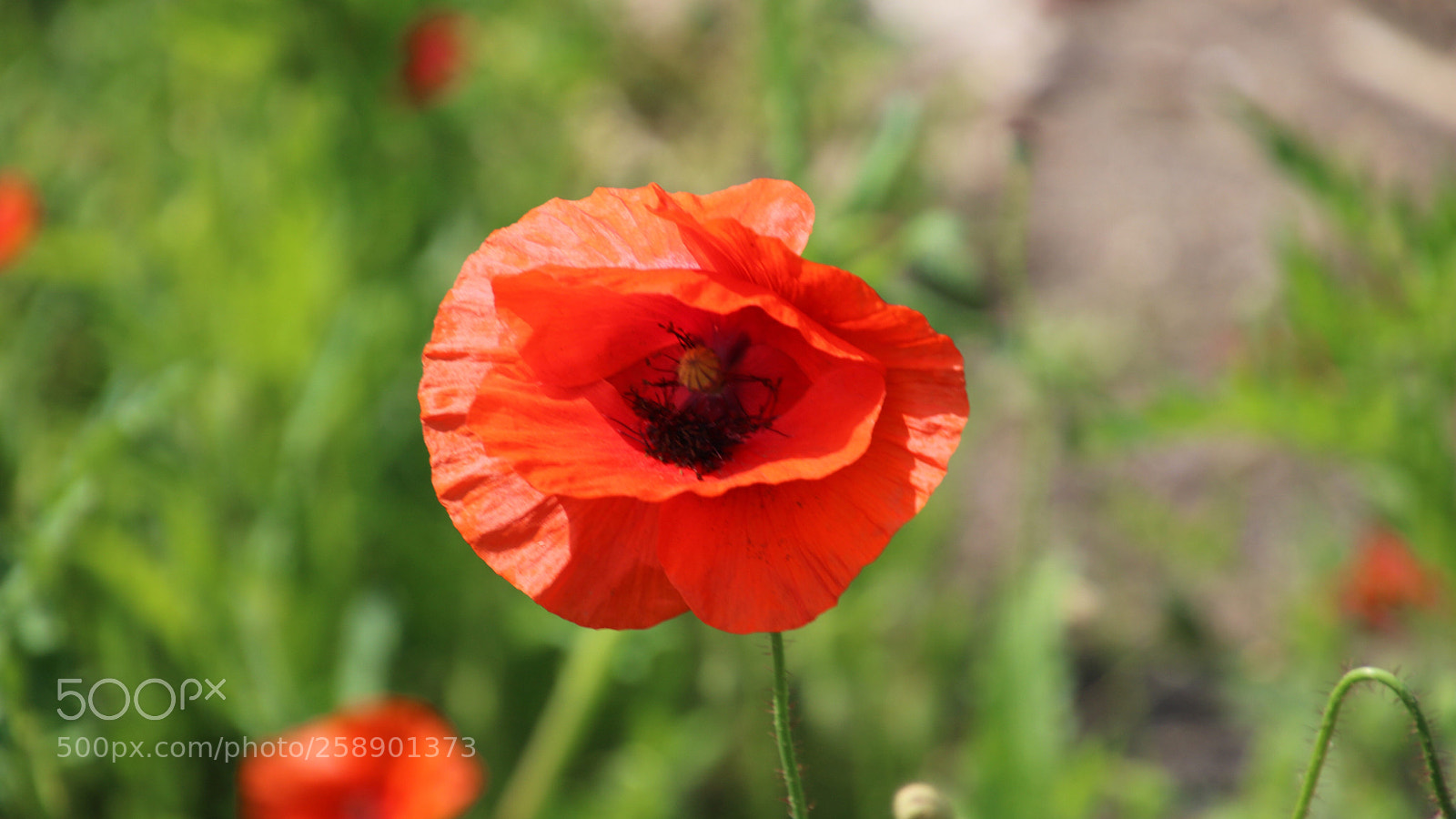 Canon EOS 750D (EOS Rebel T6i / EOS Kiss X8i) sample photo. Summer flower. photography