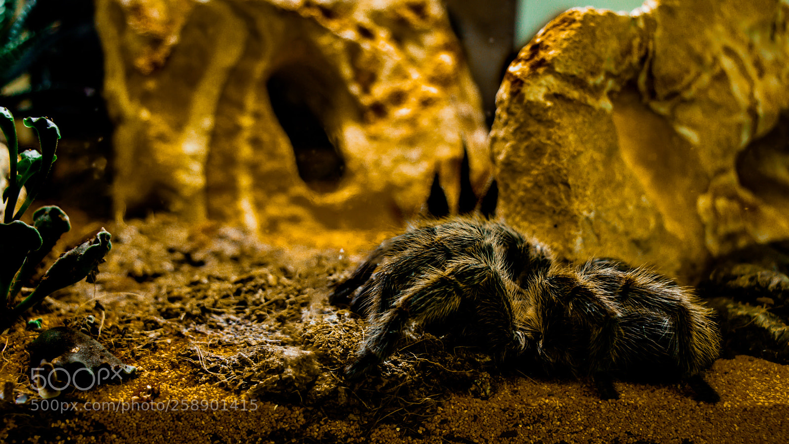 Canon EOS 80D sample photo. Creepy crawly photography