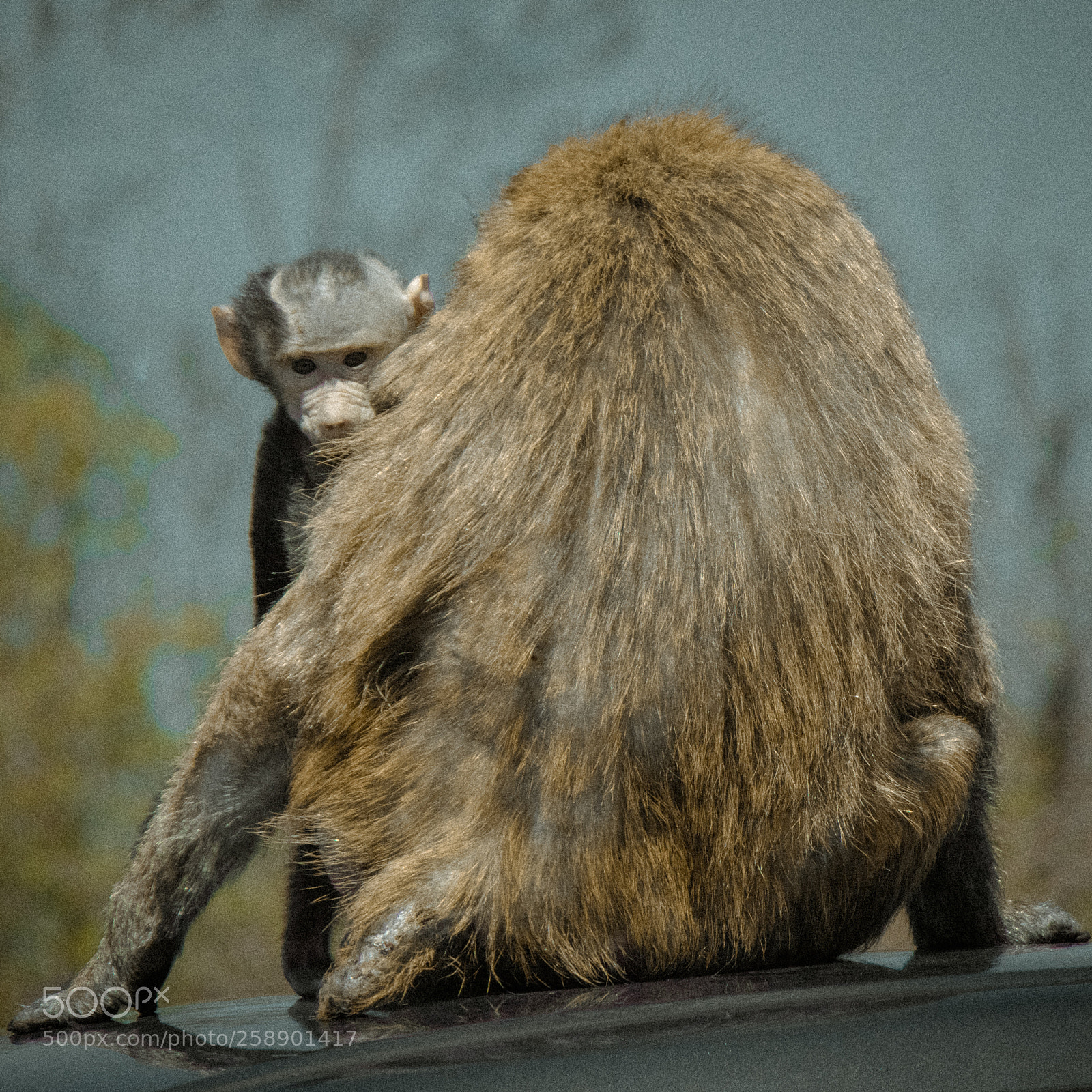 Canon EOS 80D sample photo. Peeking baby monkey photography