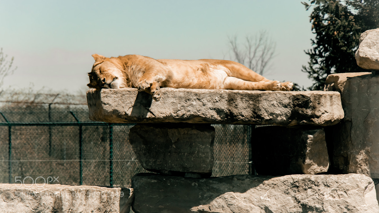 Canon EOS 80D sample photo. Cat nap photography