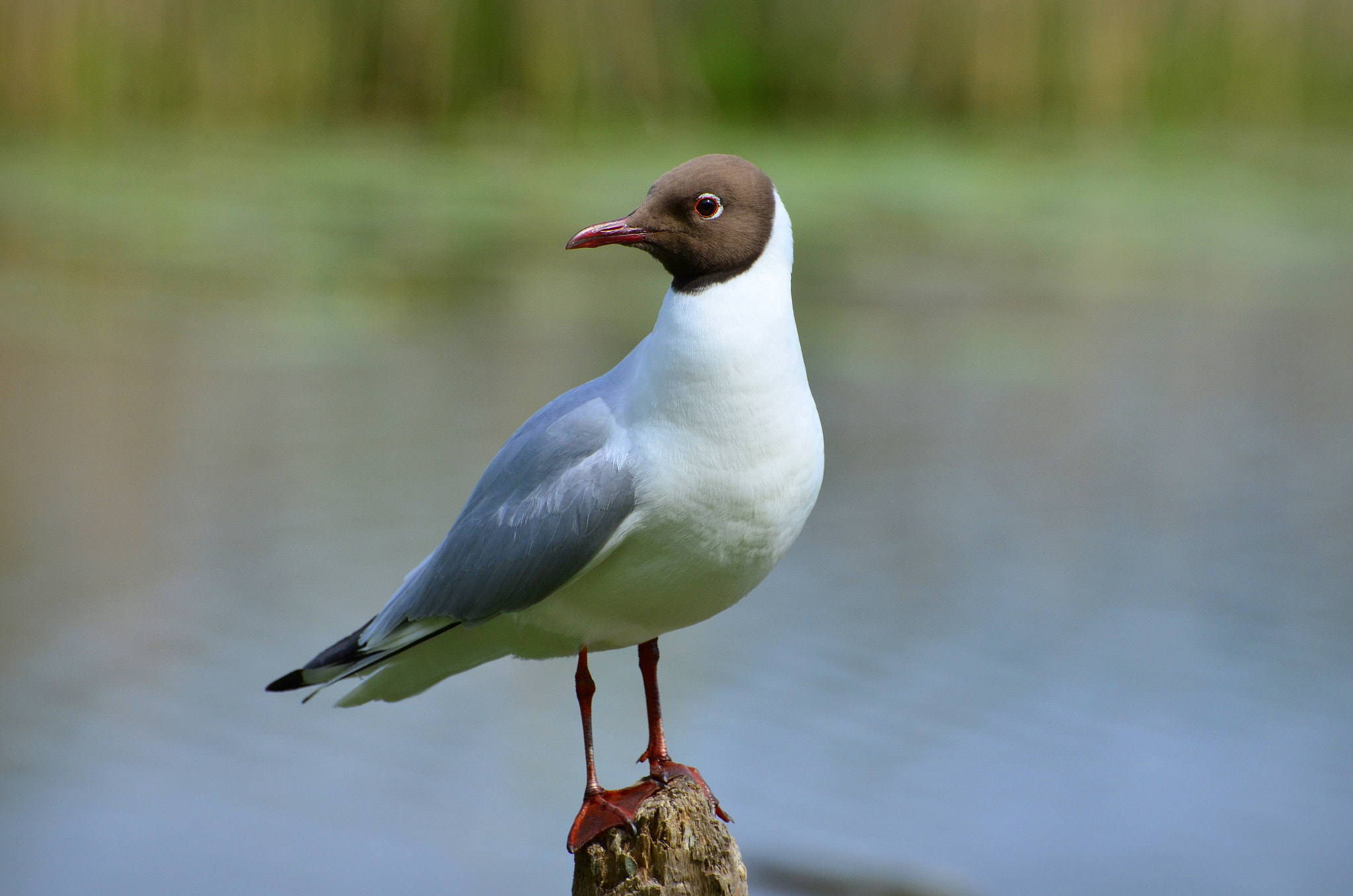 Nikon D5100 sample photo. Black-headed gull photography