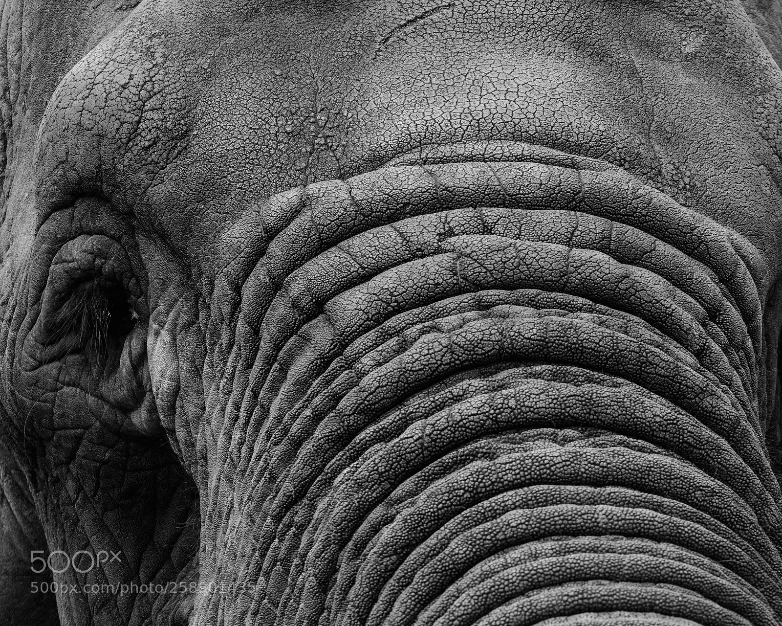 Nikon D7100 sample photo. Elephant abstract photography